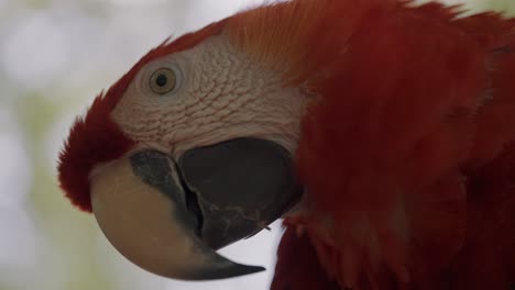Side-View-Of-The-Head-Of-A-Scarlet-Macaw-Parrot-In-The-Zoo---close-up