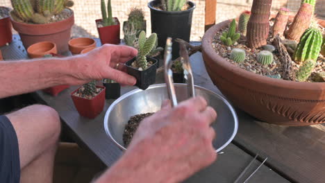 Man-on-home-patio-transplants-small-cacti-into-bigger-pots-with-cactus-tweezers,-closeup