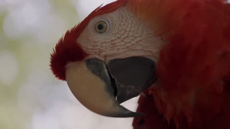 Red-Macaw-Head-Close-up-In-Blurry-Background