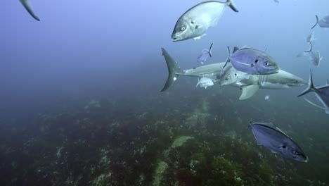 Kampf-Vernarbter-Weißer-Hai-Carcharodon-Carcharias-4k-Stark-Vernarbter-Hai-Nahaufnahmen-Neptuninseln-Südaustralien