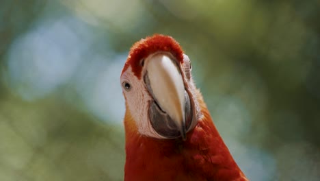 Hübscher-Roter-Ara-Ara-Papagei,-Der-In-Der-Wildnis-Ruht,-Makro-Nahaufnahme