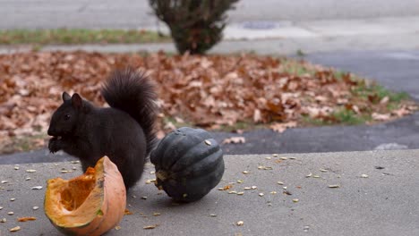 A-squirrel-watches-the-camera-from-his-stoop-as-he-carefully-takes-a-squash-seed