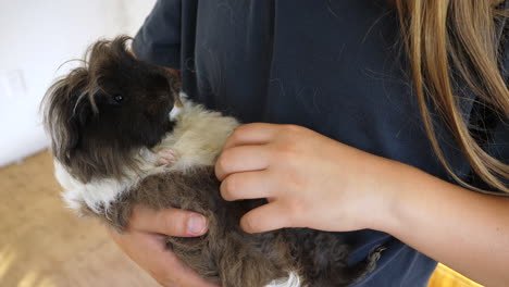 Kid-with-long-hair-cradles-a-guinea-pig-and-pets-its-belly
