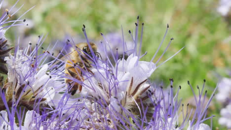 Biene-Makro-Nahaufnahme-Sammeln-Nektar-Polline-Von-Obst-Pflanze-Baum-Blüte-Blume