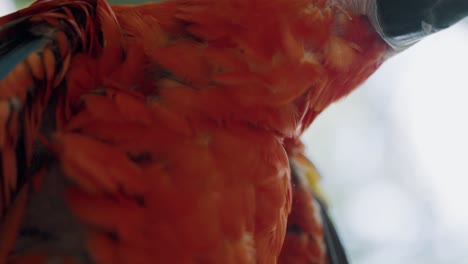 macro-shot-of-beautiful-red-scarlet-macaw-feathers-in-slow-motion