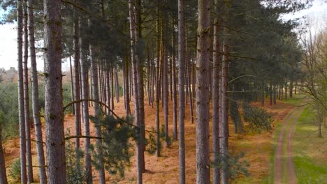 Grüner-Wald