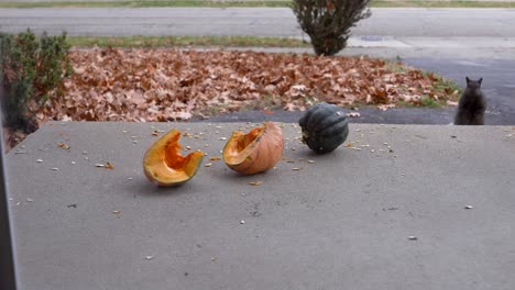 Squirrel-approaching-leftover-squashes-from-the-October-holidays