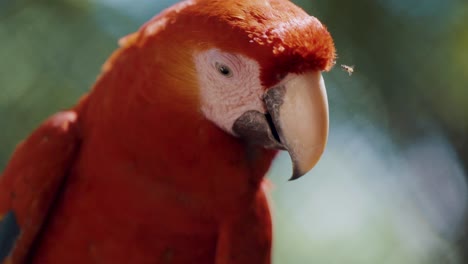 Slow-motion-close-up-of-red-scarlet-macaw-parrot-shaking-head-while-insect-annoying