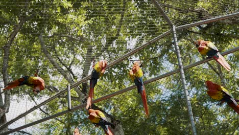 Group-of-beautiful-red-macaws-perched-inside-of-a-zoo-cage