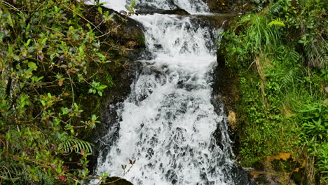 Tilt-down-of-small-cascade-waterfall-flowing-down-the-green-mountains-of-New-Zealand---Idyllic-fresh-water-falling-between-green-plants