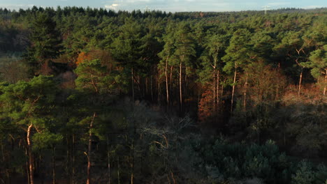 Abundant-Heathland-And-Scots-Pine-Trees-In-Forest-Near-Soesterduinen,-Utrecht-In-Netherlands