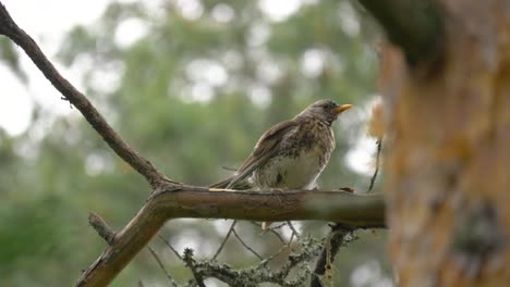 Close-up-of-a-birch-thrush-singing-on-pine-branch-in-Sweden,-Lappland