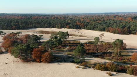 Autumn-Colored-Forest-At-The-Sand-Drift-In-Soester-Druinen-In-Utrecht,-Netherlands