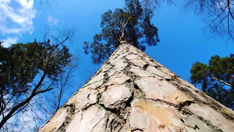 Tall-pine-tree-trunk-with-branches,-close-up-rising-from-bottom-to-top-view