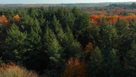 Flight-Over-The-Autumn-Coniferous-Deciduous-Forest-At-Soesterduinen-Nature-Reserve-In-The-Netherlands---drone-shot