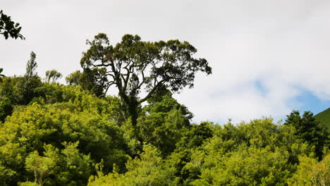Toma-Panorámica-Del-Idílico-Paisaje-Rural-Con-árboles-Verdes,-Plantas,-Arbustos-Y-Nubes-En-El-Fondo---Parque-Nacional-De-Nueva-Zelanda