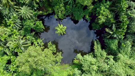 Aerial-view-of-deep-green-forest-or-jungle-at-rainy-season