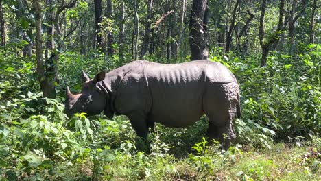 A-rhino-grazing-on-the-edge-of-the-jungle-in-the-midday-sun
