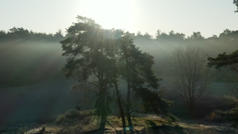 Bright-Sunlight-Radiates-Through-The-Scots-Pine-Trees-At-Soester-Duinen-Nature-Reserve-In-Netherlands