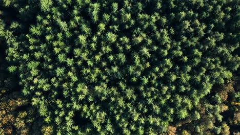 Bird's-Eye-View-Of-Coniferous-Forest-At-Soesterduinen-Nature-Reserve-In-The-Netherlands---aerial-drone-shot
