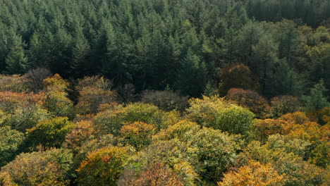 Bird's-Eye-View-Of-Dense-Forest-With-Green-Scots-Pine-And-Birch-Trees-In-Autumn-In-Soesterduinen,-Netherlands