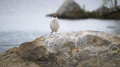 A-seagull-sitting-on-a-stone-in-östersjön,-Sweden