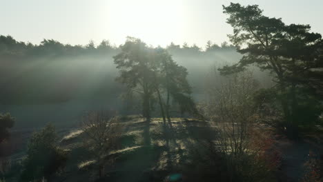 Bright-Sunlight-Shining-Over-Soester-Dunes-And-Heathland-Forest-In-The-Morning-In-Netherlands