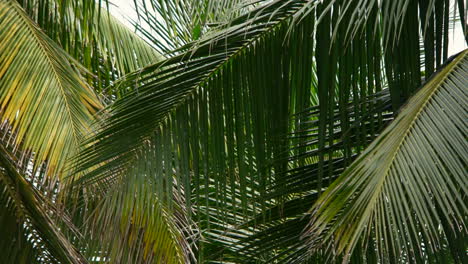 Tropical-Coconut-Palm-Leaves-Swaying-In-The-Wind---close-up