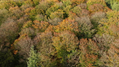 Aerial-View-Of-Lush-Silver-Birch-Tree-In-Autumn-In-Soester-Dunes,-Utrecht,-Netherlands
