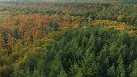 Flyover-Dense-Forest-With-Autumnal-Foliage-At-Soesterduinen-National-Park-In-Netherlands