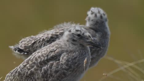 Ein-Paar-Nestlinge,-Die-Auf-Gras-Auf-Der-Insel-Texel-Stehen,-Während-Der-Wind-Vorbei-Weht