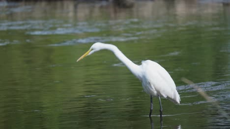 Common-Egret-Walking-Along-The-Water-Of-A-Lagoon-And-Foraging