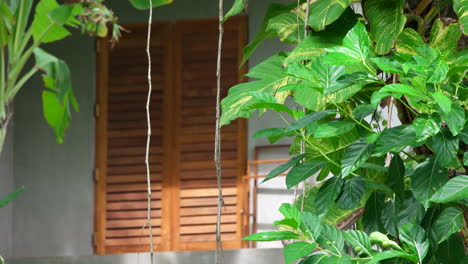 Wooden-Door-Of-A-House-Behind-Green-Garden-Foliage-Swaying-On-Gentle-Wind