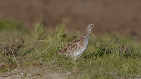 Perfect-closeup-of-gray-partridge-bird-walking-on-road-and-grass-meadow-feeding-and-hiding