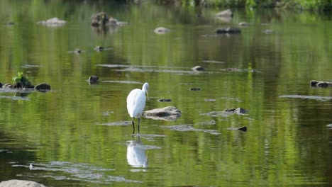 Great-White-Egret-Foraging-In-Yangjaecheon-Stream-In-South-Korea