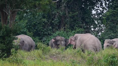 Un-Grupo-Juguetonamente-Desafiándose-Unos-A-Otros-Durante-Una-Tarde-Ventosa-En-El-Borde-Del-Bosque,-Elefante-Indio,-Elephas-Maximus-Indicus,-Tailandia