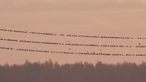 Flock-of-starlings-birds-sitting-on-power-line-on-sunrise-sky-background-light