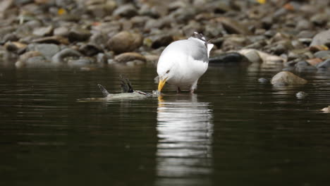 Seagull-eating-spawned-out,-dead-salmon-in-British-Columbia-river