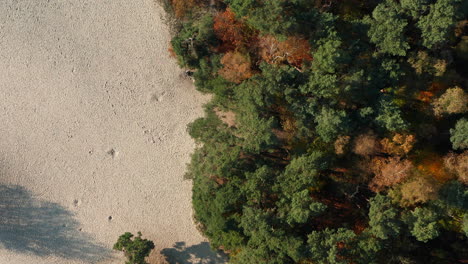 Top-Down-View-Of-Colorful-Autumn-Forest-At-Soesterduinen-Nature-Reserve-In-The-Netherlands---aerial-drone-shot