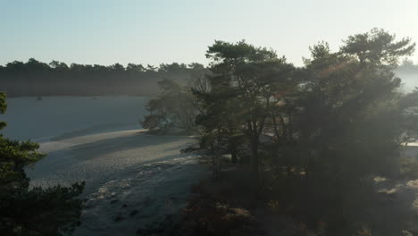 Sunlight-Passes-Through-The-Forest-Of-Scots-Pine-At-Sand-Drift-In-Soester-Duinen-In-Netherlands