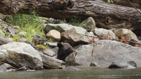 Erwachsener-Grizzlybär,-Der-An-Einem-Regnerischen-Tag-Im-Großen-Bärenregenwald-In-Britisch-Kolumbien,-Kanada-Fisch-Hinter-Felsen-Im-Fluss-Isst