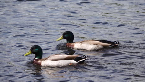 Couple-of-ducks-swimming-in-lake-neat-Waihi-Falls-in-New-Zealand,close-up