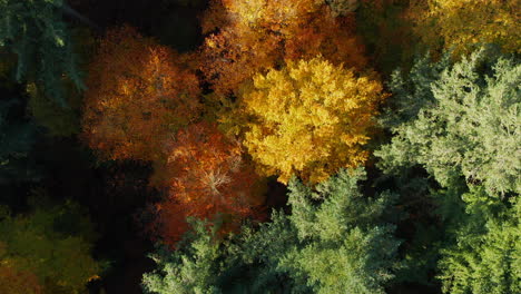 Scots-Pine-Treetops-Während-Der-Herbstsaison-Im-Naturpark-Soesterduinen-In-Den-Niederlanden