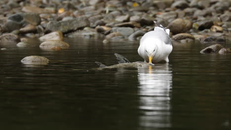 Seagull-Eating-Dead-Fish-In-The-Shallow-Water-On-a-Rainy-Day