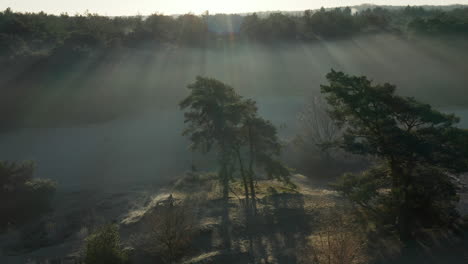 Sunrays-Over-Dense-Forest-And-Heath-Covered-With-Morning-Fog