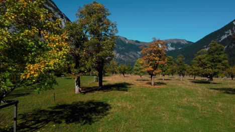 Arces-Vibrantes-Con-Coloridas-Hojas-De-Otoño-Rojas-Y-Amarillas-En-Otoño-Soleado-En-Las-Montañas-De-Los-Alpes-Con-Un-Bosque-En-Ahornboden-En-Tirol,-Austria-Rissach-Engtal-Lugar-De-Viaje-Turístico