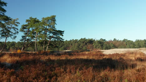 Reserva-Natural-Soester-Duinen-Con-Brezales-Y-Bosques-Verdes-En-Utrecht,-Países-Bajos