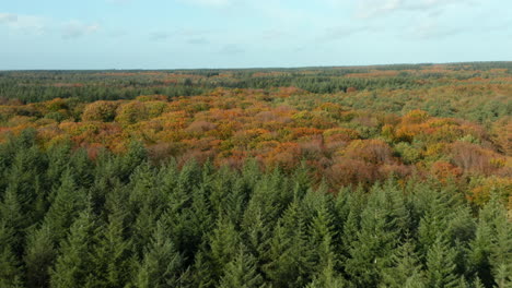 Grüne-Schottische-Kiefern-Und-Birken-Während-Der-Herbstsaison-In-Den-Soester-Dünen,-Niederlande