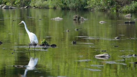 Great-White-Egret-Walking-In-Shallow-Water-Of-Yangjaecheon-Stream-To-Catch-Fish