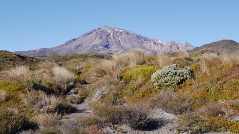 Panorámica-A-Través-De-La-Meseta-De-Hierba-De-Matas-Volcánicas-Del-Monte-Tongariro-En-La-Distancia